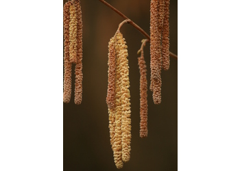 Gewöhnliche Hasel (Corylus avellana) - © Emanuel Trummer